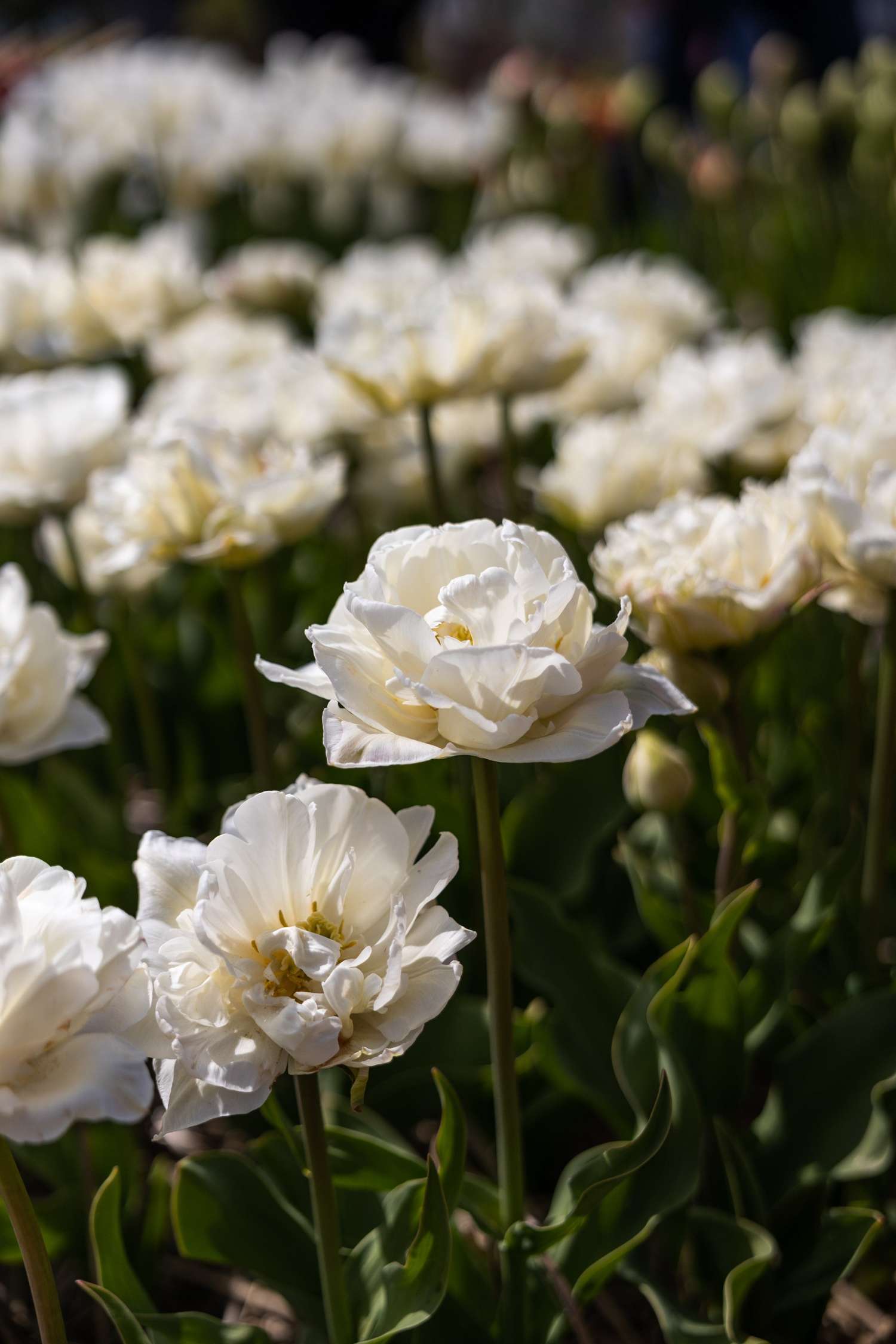 Tulppaani 'Mount Tacoma'